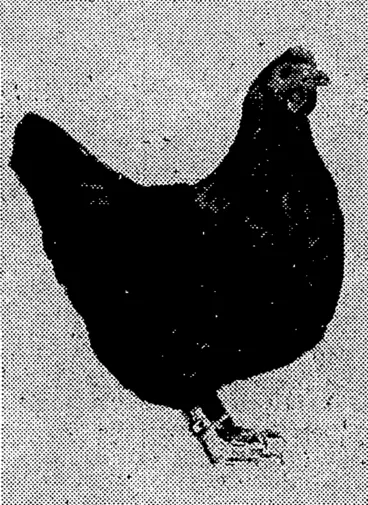Image: BLACK 'ORPINGTON PULLET, which laid 303 eggs in .50 weeks. (Evening Post, 07 July 1934)