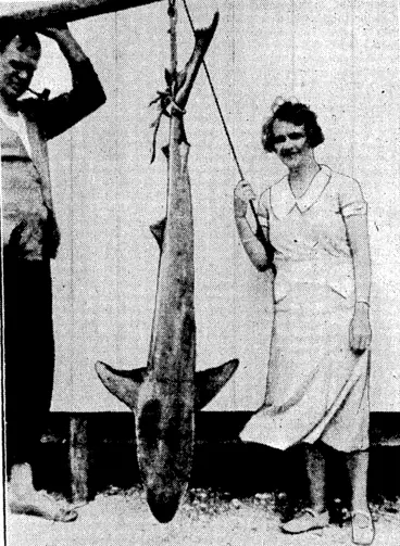 Image: i 1^- —r WOMAN ANGLER'S CATCH.—This six-foot shark, weighing about sixty-five pounds, was caught on rod and line by Mrs. A. L. France at Paremata last weekend. A large flounder was found inside it. (Evening Post, 18 January 1934)