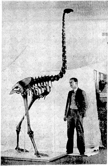 Image: A GIGANTIC BIRD.—The bones of a moa were recovered in February last at Mokirikiri and reassembled with the above result by ■Mr-.G. Shepherd,-curator: of: the Wanganui Museum. The skeleton is ■JOft-Saw-lughi (Evening Post, 06 October 1936)