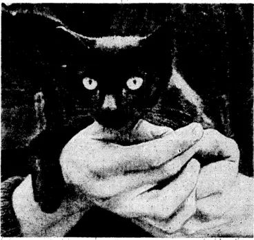 Image: Evening Post" Photo. The famous cat of the Cumberland. This cat by some mischance entered one of the ship's refrigerating chambers when the last consignment of mutton was being loaded. The cat remained there for forty-two days, and when discovered in London was still alive, but had lost all the hair on her back. The cat has since grown a full coat,'has given birth to seven kittens, and is a closely-guarded • pet of the ship's crew, especially when meat is being loaded. (Evening Post, 01 July 1938)