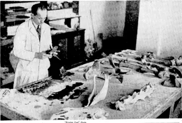 Image: Evening Pos Photo The skeleton of the world-famous New Zealand-born racehorse Phar Lap is now being assembled at the Dominion Museum, where it will be displayed. Mr, Charles Lindsay, taxidermist to the museum, is seen at work on the bones. Mr. A. Duncan, who last evening won the final of the Wellington provincial billiards championship, beating Mr. S. Moses, the present $ew;~Zealand amateur} -- champion*, (Evening Post, 16 August 1938)