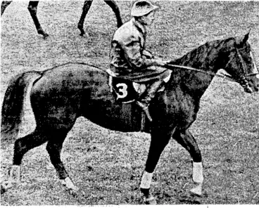 Image: The Iliad—Black Cat horse Miltiddes, who scored a surprise win at /he Kurow Meeting last' Saturday when having his first race in the Dominion. He is owned by Mr. R. C. B. Greenslade, of Dunedin, who raced him for his first tivo seasons in Sydney, where he won four races over short courses. (Evening Post, 09 December 1939)