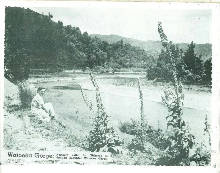 Image: Waioeka Gorge