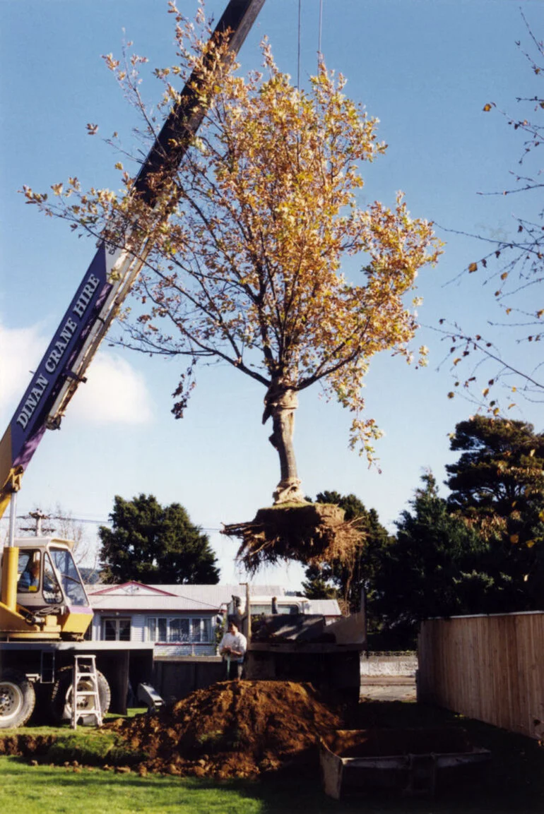 Image: Oak from leisure pool site transplanted to Tawai Street reserve