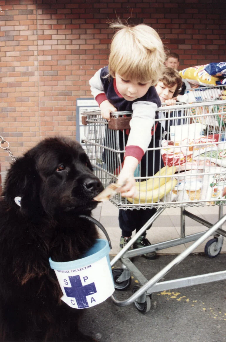 Image: Newfoundland dog club; "Sheeba" raising money for the SPCA.