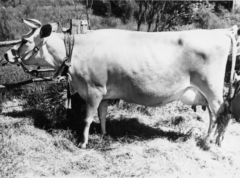 Image: A & P show; cattle; prize Jersey dairy cow.