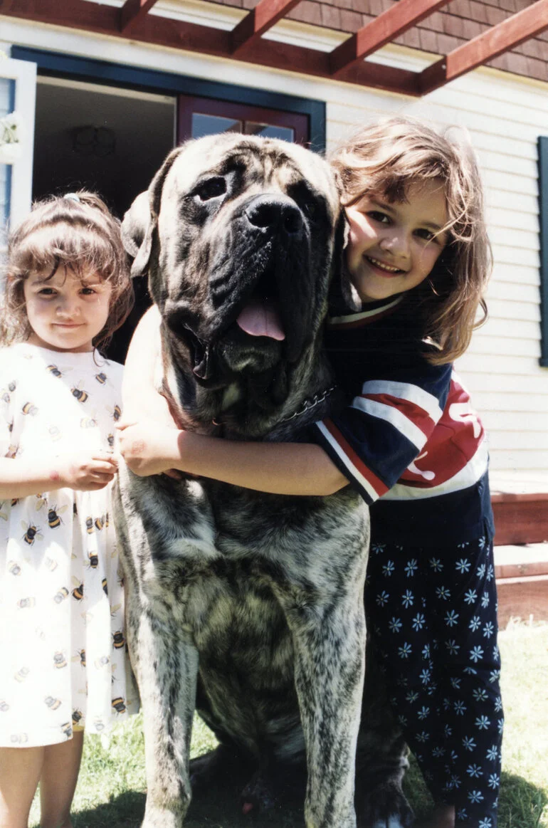 Image: English Mastiff 'Zeus'; NZ's second-largest dog, with Janaye and Tylah, 6, Kirtikar.