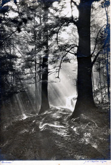 Image: Sunbeams; view of two large trees.