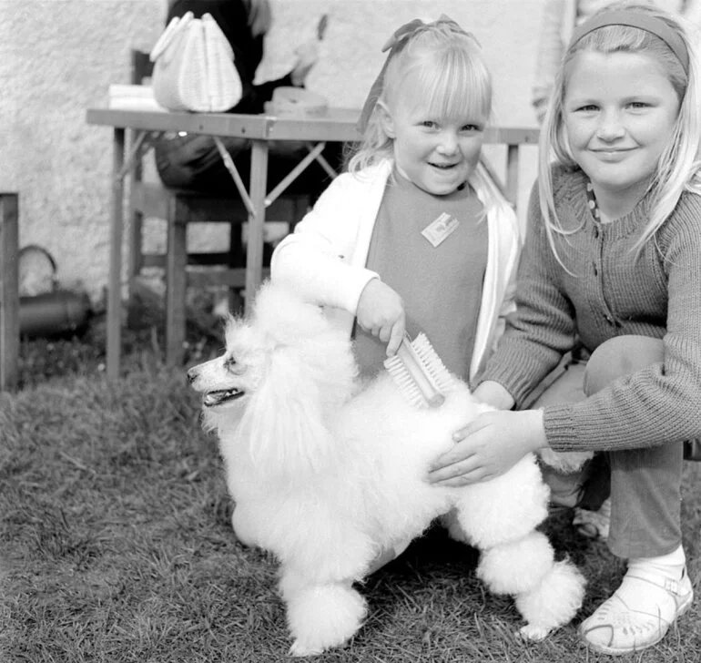 Image: Animal Rescue Dog Show.