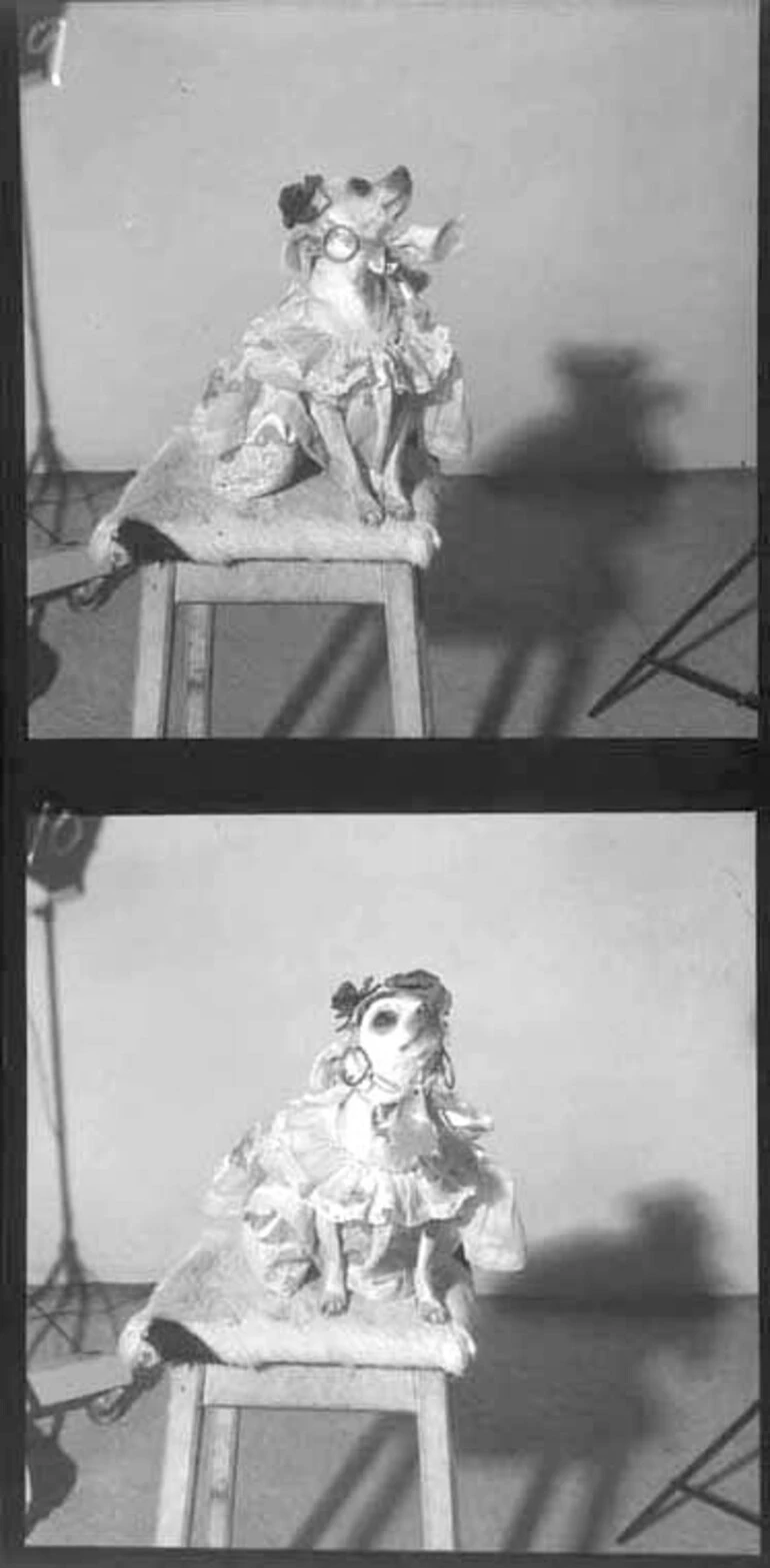 Image: Two small full length portraits of Mrs Stevenson's dog