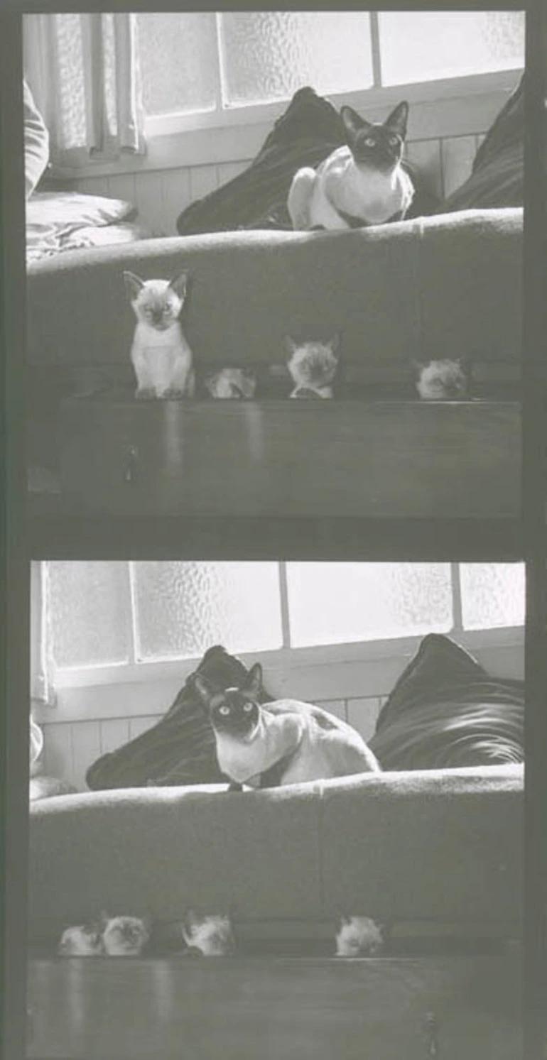 Image: Showing Mrs Smedley's cats