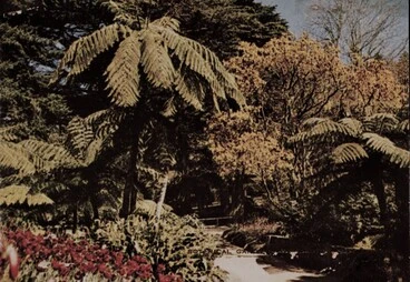 Image: Botanical Gardens, Wellington, New Zealand