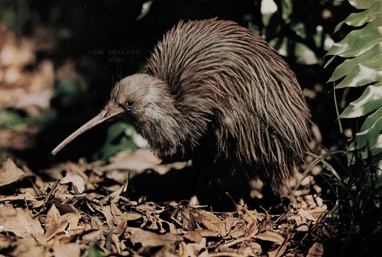 Image: New Zealand Kiwi