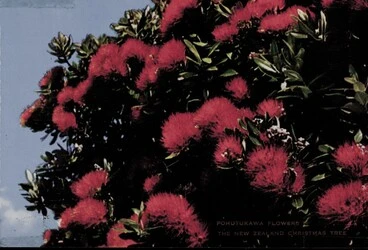 Image: Pohutukawa Flowers - New Zealand Christmas Tree