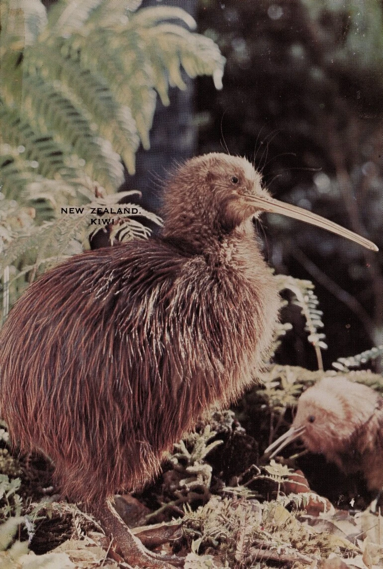 Image: New Zealand Kiwi