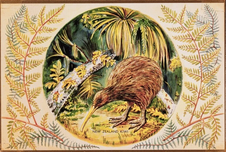 Image: New Zealand Kiwi