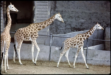 Image: Giraffes