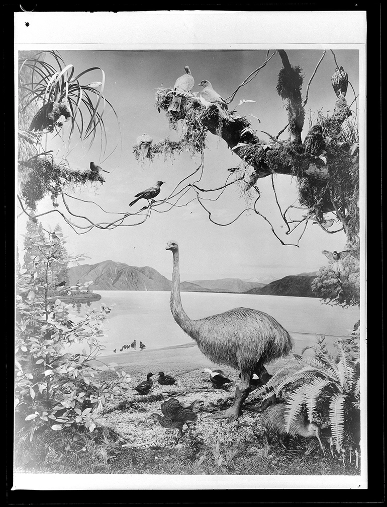 Image: Native birds