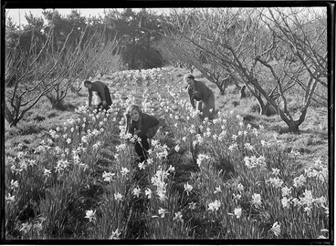 Image: Daffodil Picking Titirangi