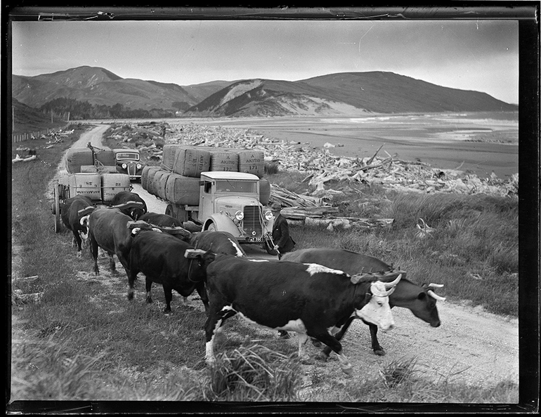 Image: Bullocks. Aawkino River