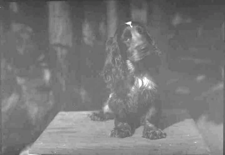Image: Showing a spaniel sitting on a table....