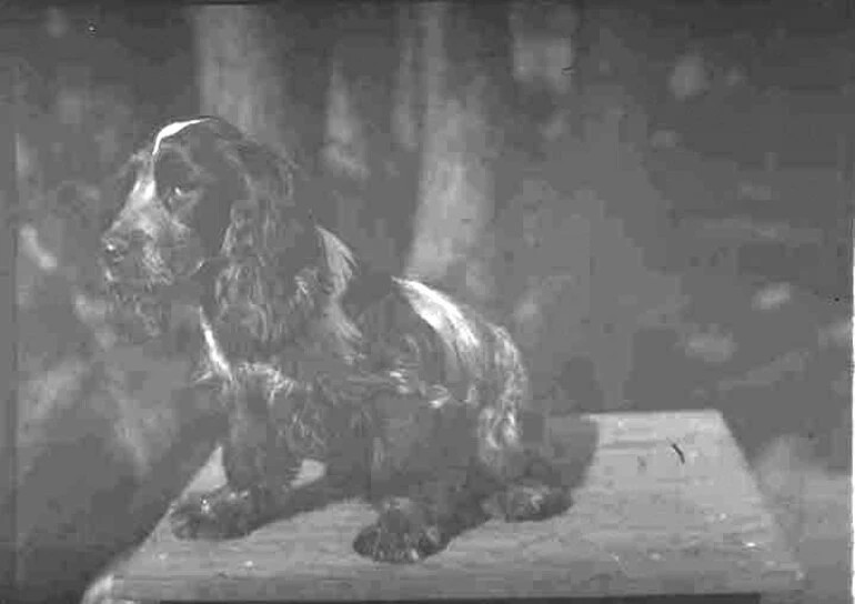 Image: Showing a spaniel sitting on a table....