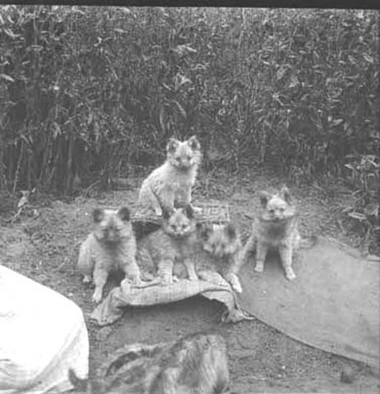Image: Stereoscope showing five 'Pom' pups....