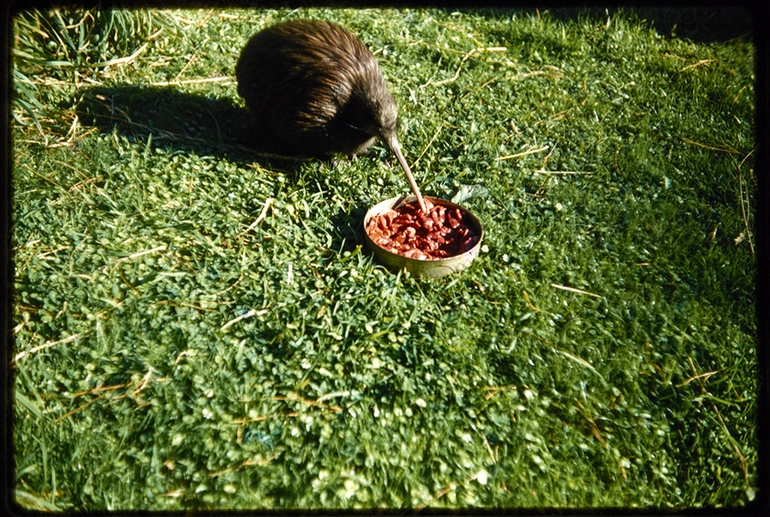 Image: Kiwi