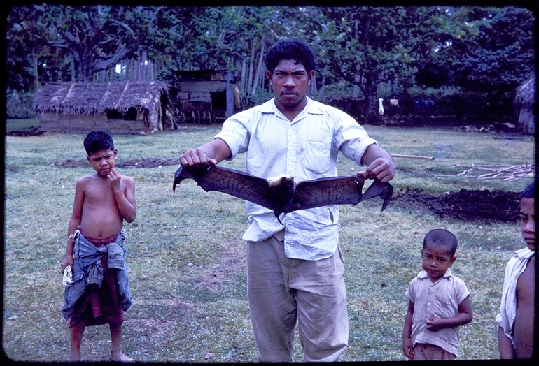 Image: Flying Fox