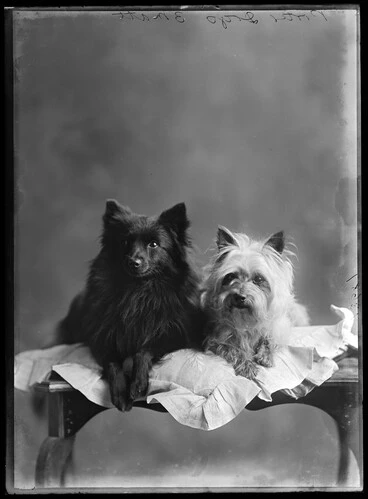 Image: Porter dogs