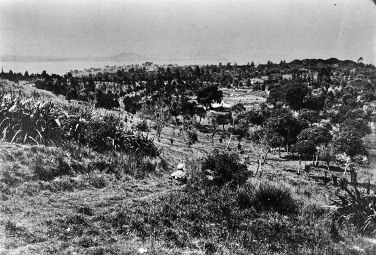 Image: Auckland Domain