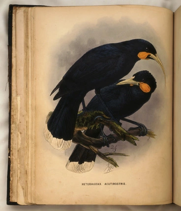 Image: Walter Buller. A history of birds in New Zealand.