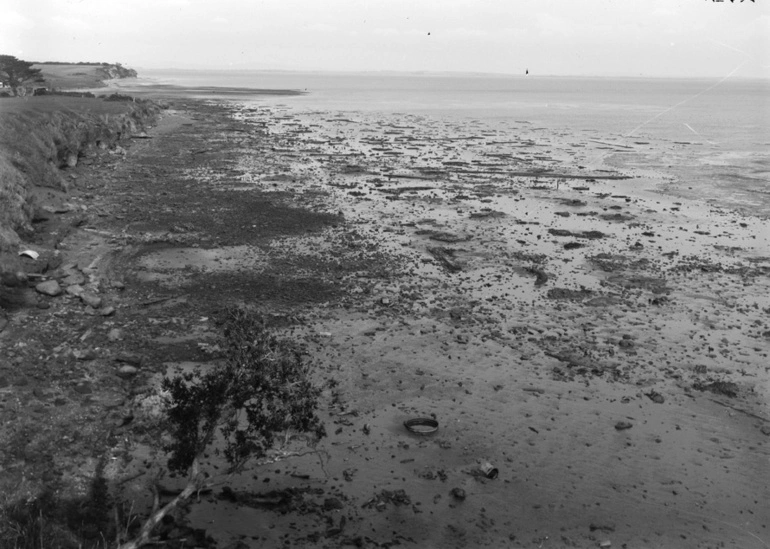Image: Sunken Kauri forest on the shore at Ihumatao, 1923