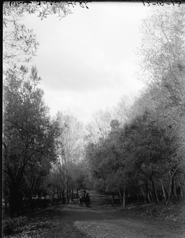 Image: View along olive grove in Cornwall Park, 1913