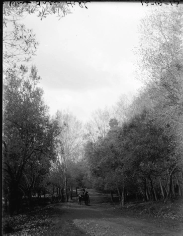View along olive grove in Cornwall Park, 1913 Image: View along olive grove in Cornwall Park, 1913