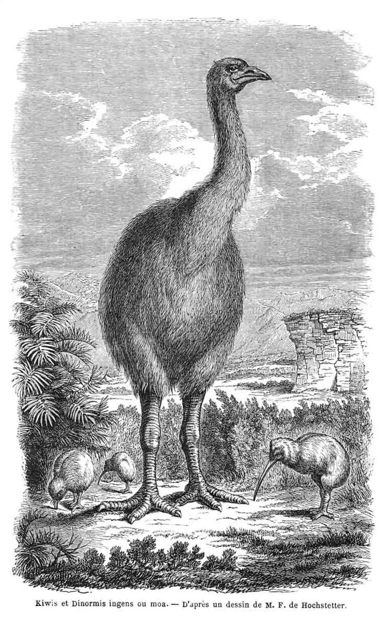 Image: Kiwis et Dinormis ingens ou moa