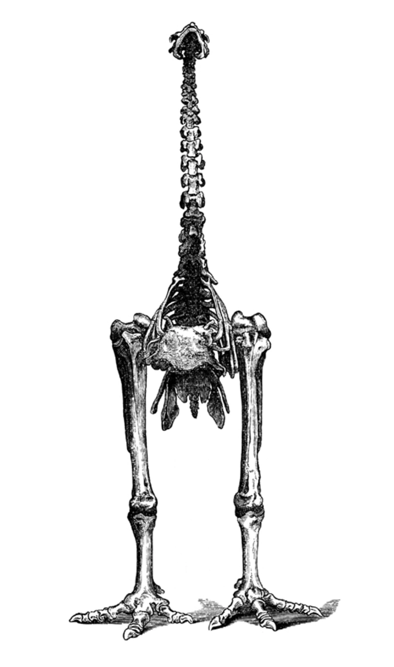 Image: Woodcut showing a reconstructed moa skeleton