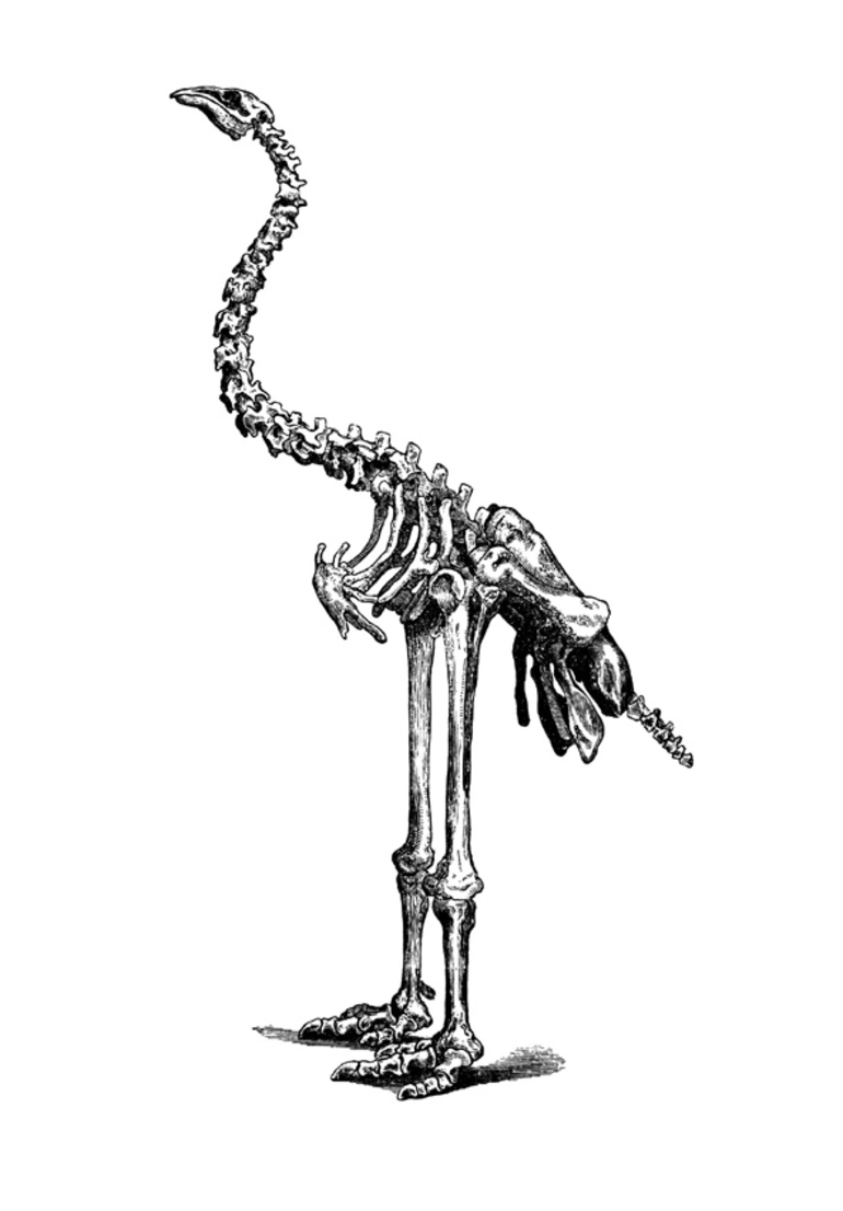 Image: Woodcut showing a reconstructed moa skeleton