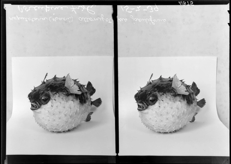 Image: Porcupine fish in the Auckland Museum...1939