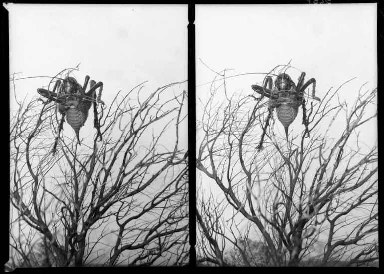 Image: Weta at the Auckladn Museum...1939