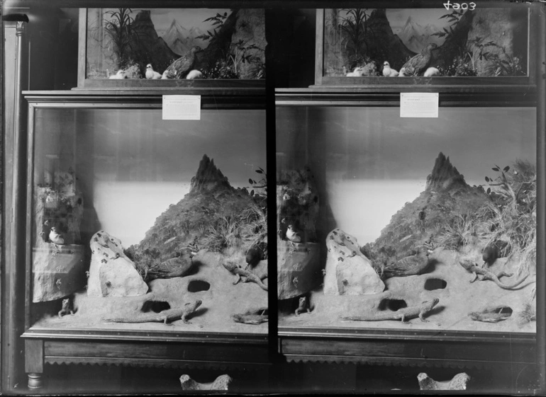 Image: Group of tuataras and mutton birds...1937-39