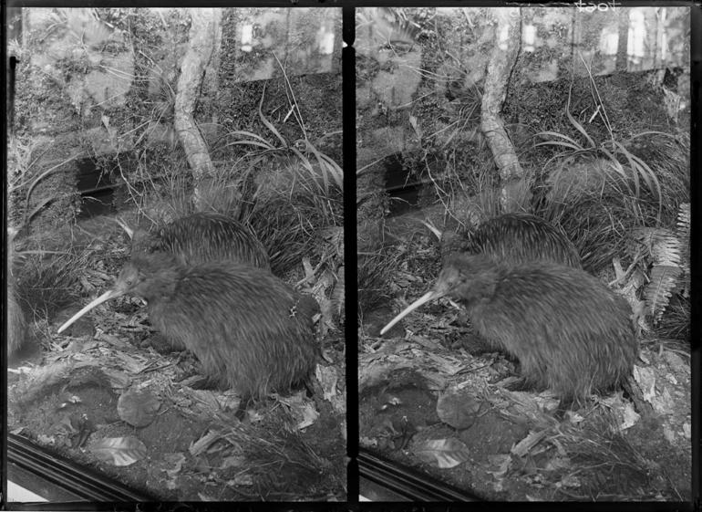 Image: Kiwi at the Auckland Museum. 1937-39