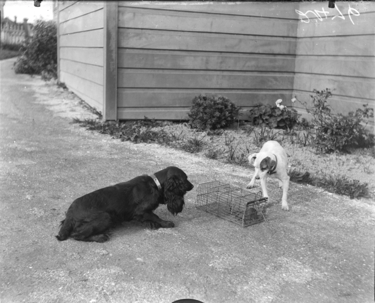 Image: Two dogs peering at a guinea pig in a cage