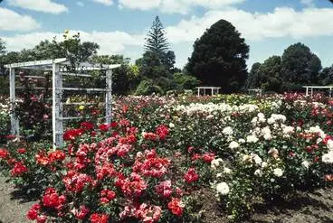 Image: Showing roses in the Parnell Rose Garden
