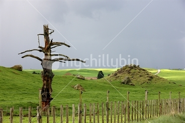 Image: A time ravaged tree stands testiment to time on a dairy farm near Whakamaru, Central North Island, New Zealand