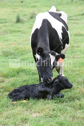 Image: A new Freisian calf is cleaned by the mother after birth on a north Taranaki Dairy farm, New Zealand