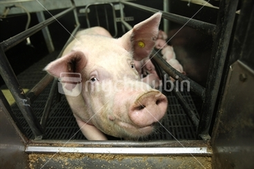 Image: A happy sow takes time out from feeding her litter at a pig farm