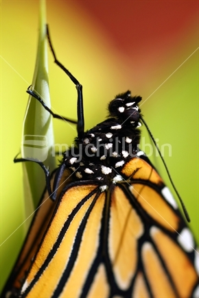 Image: Monarch Butterfly, Danaus plexippus