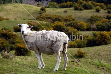 Image: Undignified self shearing sheep