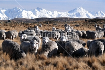 Image: Merino sheep, New Zealand